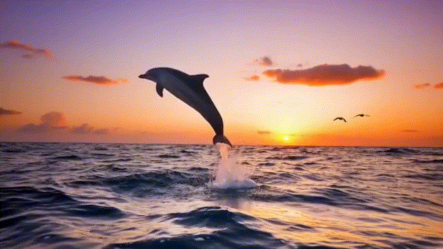 Dataset visualization