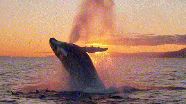 Dataset visualization