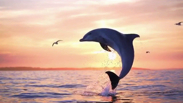 Dataset visualization