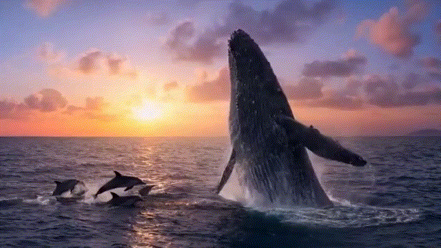 Dataset visualization